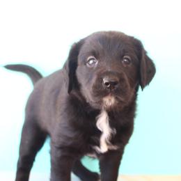 Willow - Black female Labradoodle puppy in Apache Junction, Arizona from Loving Doodle
