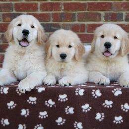 Golden Retriever Puppies from Goldens for You