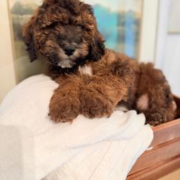 Green - Sable male Poodle puppy in Wisconsin Rapids, Wisconsin from Clementi Pearl Golden and Poodle