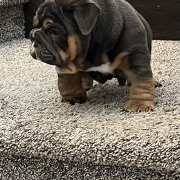 Bulldog Puppies from Gavier’s Classy Bulldogs