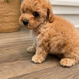 Goldendoodle and Maltipoo Puppies from ENC Goldendoodles And Maltipoos