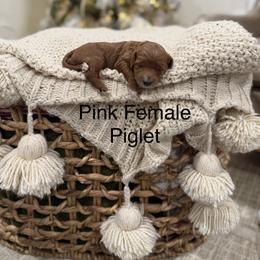 Piglet - Red  female Goldendoodle puppy in Springville, Utah from JW Doodles