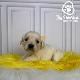 Woody - Cream male Companion Cross puppy in Utah County, Utah from Big Hearted Breeders