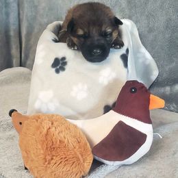 German Shepherd Puppies from Shepherd's Watch