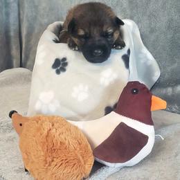 German Shepherd Puppies from Shepherd's Watch