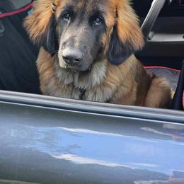 Leonberger and Miniature Australian Shepherd Puppies from Bear Pond Aussies / Leonbergers of Maine