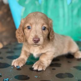 Stone - Fawn (Isabella) male Dachshund puppy in Hawley, Texas from Foxy’s Dachshunds & Toy Aussies