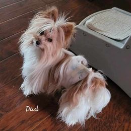 Zip - Yorkshire Terrier