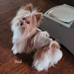 Zip - Yorkshire Terrier