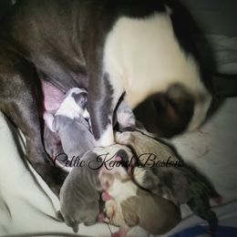 Boston Terrier Puppies from Celtic Kennel Bostons