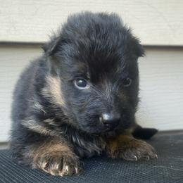 Male 5 - Black and red male German Shepherd puppy in Salem, South Carolina from Von Maqqedah Haus German Shepherds