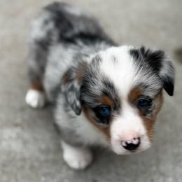 Preston - Blue merle and white male American Corgi puppy in Nortonville, Kansas from Low Riders Corgis & Mini Aussies