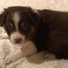 Australian Shepherds from Beau and Bridget Pups