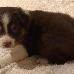 Australian Shepherds from Beau and Bridget Pups