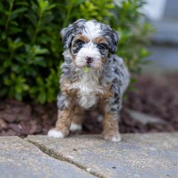 Poppy - Merle female Bernedoodle puppy in Narvon, Pennsylvania from CBKB Bernedoodle’s