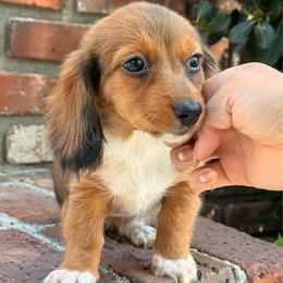 Lola - Dapple female Dachshund puppy in Moreno Valley, California from rdachshunds