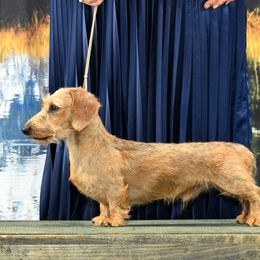 Waylon - Dachshund