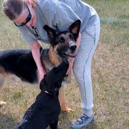 German Shepherds from duke akc shepherds