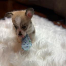 Gray Collar - Red male Pembroke Welsh Corgi puppy in Abingdon, Virginia from Em-K Kennels