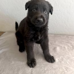 Blue - Black male German Shepherd puppy in Buckeue, Arizona from Légende Vivante Du Chief Kennel
