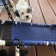 Havana Silk Dog Puppies from Marge Feiner