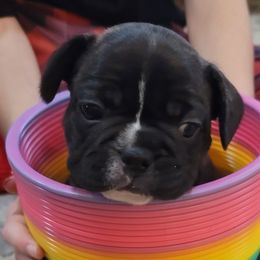 "Blitzen" French Bulldog Puppies from Fancy Frenchies