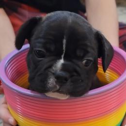 "Blitzen" French Bulldog Puppies from Fancy Frenchies