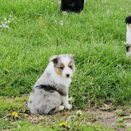 Australian Shepherd Puppies from Real McCoy Australian Shepherds