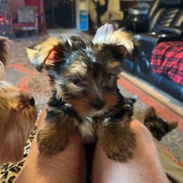 Boy 4 - Black and tan male Yorkshire Terrier puppy in Scranton, Arkansas from Trennas Rotten Yorkies