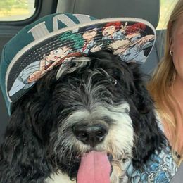 Bernedoodles from Montana Doodles