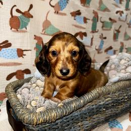 AKC Meadow - Red female Dachshund puppy in Indiana from Dani’s Darling Doxies