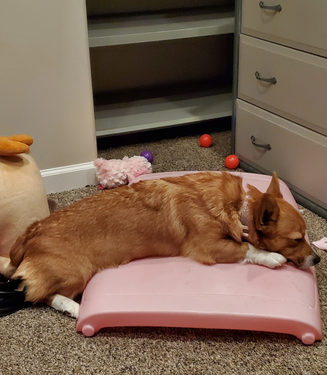 Pembroke Welsh Corgi All Grown Up from Winterton Farm & Homestead