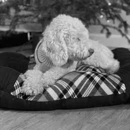 Australian Labradoodle Puppies from Oak Manor Australian Labradoodles LLC