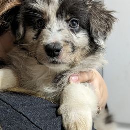 Australian Shepherd Puppies from Juno Homestead Aussies