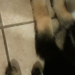 German Shepherd Puppies from Von Jo-Rielle Kennel