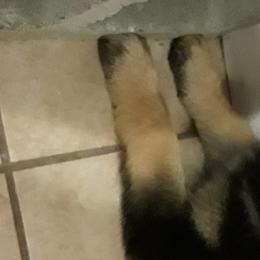 German Shepherd Puppies from Von Jo-Rielle Kennel