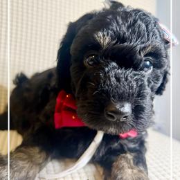 HARMONIQUE - Phantom female Bernedoodle puppy in Houston, Texas from Pia’s Doodle Poodle Wag