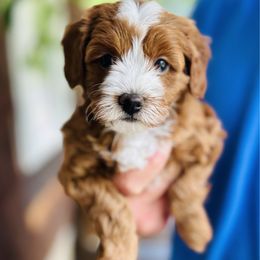 Boy 1 - Red Cavapoo puppy in Natural Bridge, Virginia from Rockbridge Puppies