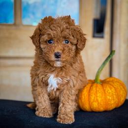 Dolly girl 3500 includesUSdelivery - Red  female Goldendoodle puppy in Mayfield, Utah from Ruff Country Doodles
