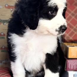Frankie - Red & white male Toy Australian Shepherd puppy in La Grande, Oregon from Larsen's Toy Aussies