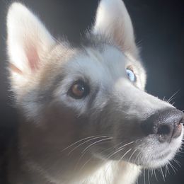 Stormy - Siberian Husky