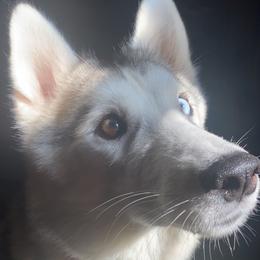 Stormy - Siberian Husky