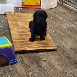 Labrador Retriever Puppies from Seahawk Labradors