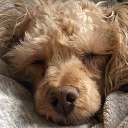 Poodles from Kivalo Poodles