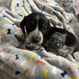 Piebald Boy With Heavy Ticking (Bob) - Black and tan male Dachshund puppy in Brunswick, Georgia from Coastal Georgia Miniature Dachshunds