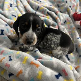 Piebald Boy With Heavy Ticking (Bob) - Black and tan male Dachshund puppy in Brunswick, Georgia from Coastal Georgia Miniature Dachshunds