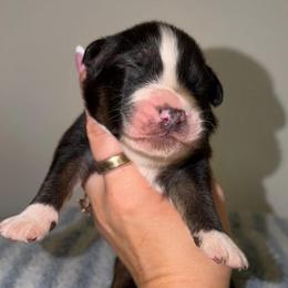 Spiez - Black tri-color male Australian Shepherd puppy in Anniston, Alabama from All Hale Aussies
