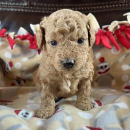 Cockapoo and Poodle Puppies from Kathy Maize