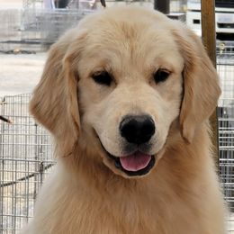 Ember - Golden Retriever