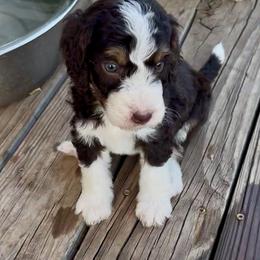 Pink collar - Tri-color female Bernedoodle puppy in Marlow, Oklahoma from Crider’s Critters